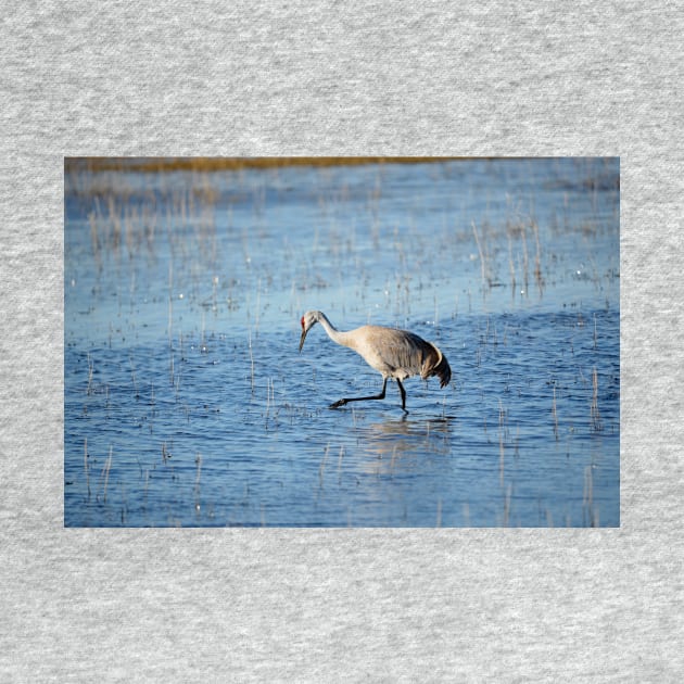 Sandhill Crane Wading thru Malheur NWR by DeniseBruchmanPhotography